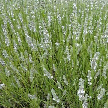 Lavandula angustifolia Silbermowe - True Lavender