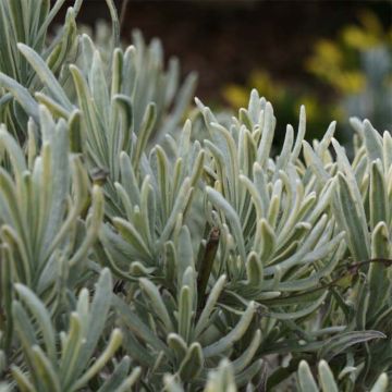 Lavandin - Lavandula intermedia Walburton's Silver Edge (Walvera) 