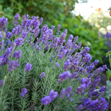 Lavandula intermedia Dutch Group - Lavandin