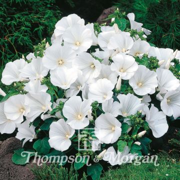 Lavatera Twins Cool White - Rose Mallow seeds
