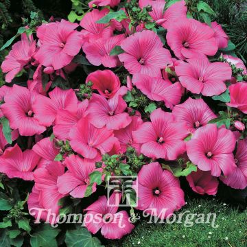 Lavatera trimestris Twins Hot Pink - Annual Mallow Seeds