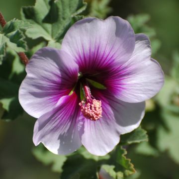 Lavatera maritima - Lavatère maritime