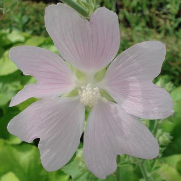 Lavatera Sweet Dreams - Tree Mallow