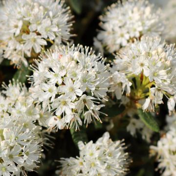 Rhododendron groenlandicum Compactum