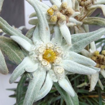 Leontopodium alpinum Blossom of Snow - Edelweiss