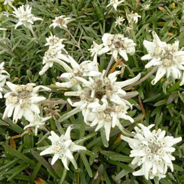 Leontopodium alpinum Mont Blanc - Edelweiss