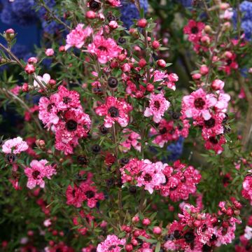 Leptospermum scoparium Coral candy - Tea-tree