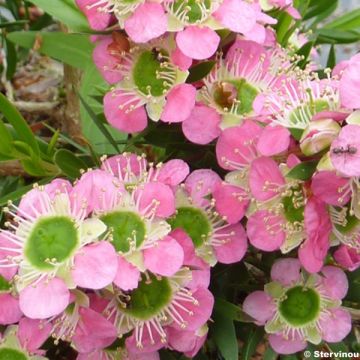 Leptospermum Karo Pearl Star - Tea-tree