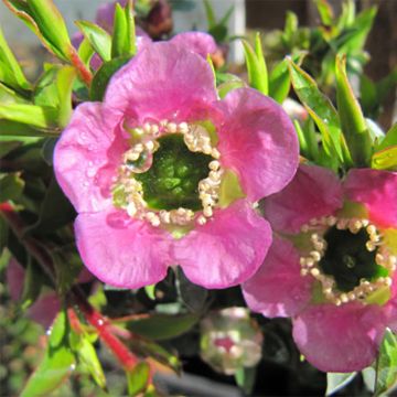 Leptospermum Karo Spectro Bay - Tea-tree