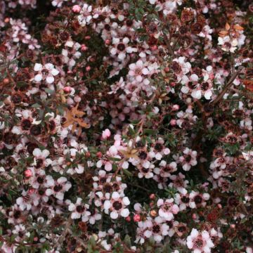 Leptospermum scoparium Nanum Tui - Tea-tree