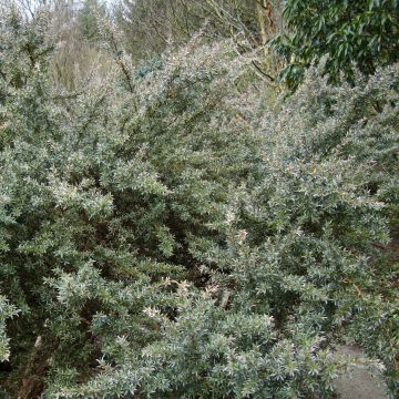 Leptospermum lanigerum Silver Sheen - Woolly Tea-tree