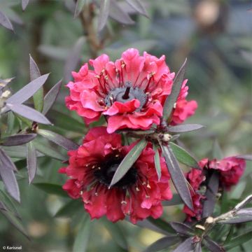 Leptospermum scoparium Crimson Glory - Tea-tree
