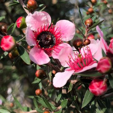 Leptospermum scoparium Martini - Tea-tree