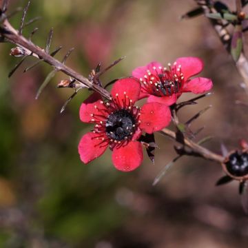 Leptospermum scoparium Nanum Kiwi - Tea-tree