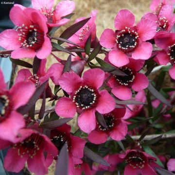 Leptospermum scoparium Red Falls - Tea-tree