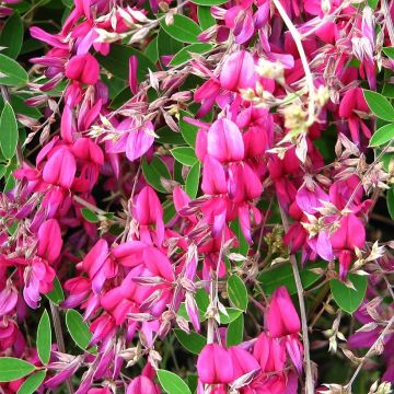 Lespedeza bicolor Summer Beauty