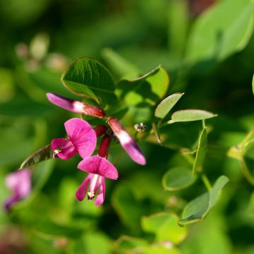 Lespedeza bicolor Yakushima