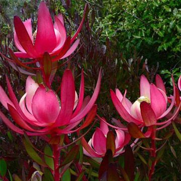 Leucadendron salignum Fireglow - Conebush