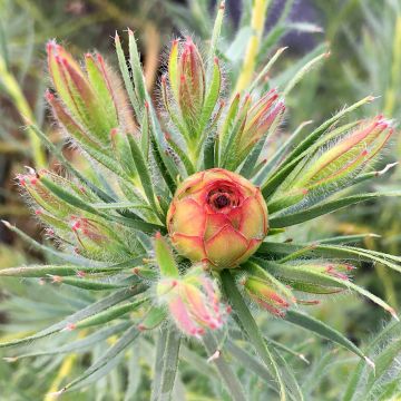 Leucadendron Jubilee Crown - Conebush