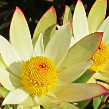 Leucadendron Sundance - Conebush