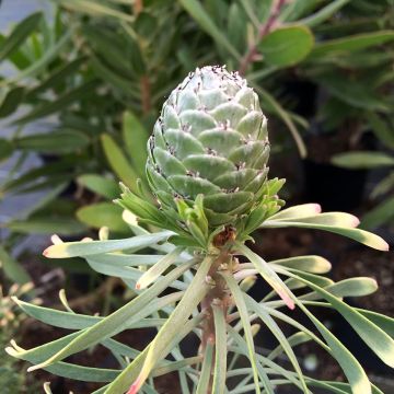 Leucadendron galpinii Purple Haze - Conebush