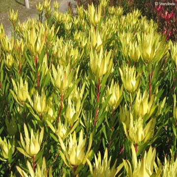 Leucadendron Inca Gold - Conebush