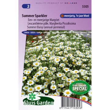 Leucanthemum pallens Summer Sparkler - seeds