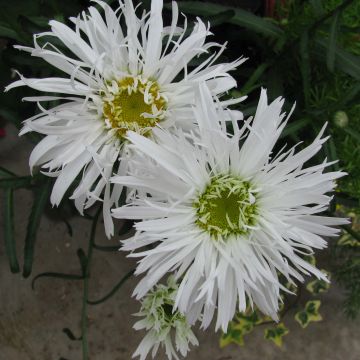 Leucanthemum superbum Aglaia - Shasta Daisy