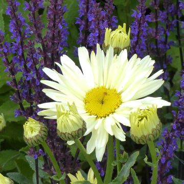 Leucanthemum superbum Banana Cream - Shasta Daisy