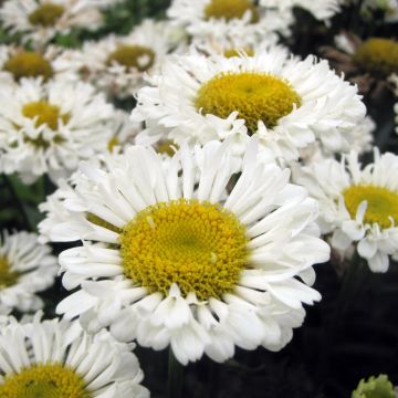 Leucanthemum superbum Real Neat - Shasta Daisy