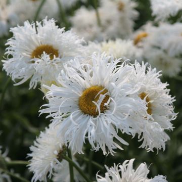 Leucanthemum Shapcott Ruffles - Grande marguerite