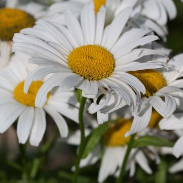 Leucanthemum superbum Snow Lady - Shasta Daisy