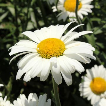 Leucanthemum superbum Alaska - Shasta Daisy