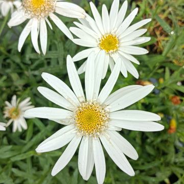 Leucanthemum superbum Christine Hagemann - Grande marguerite