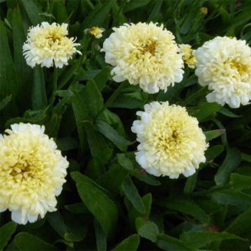 Leucanthemum superbum Luna - Shasta Daisy