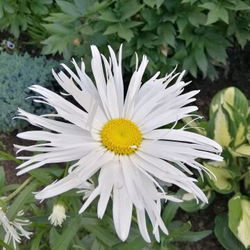 Leucanthemum superbum Old Court - Shasta Daisy