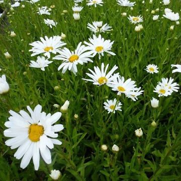 Leucanthemum superbum Polaris - Shasta Daisy