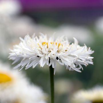 Leucanthemum superbum Real Galaxy - Shasta Daisy