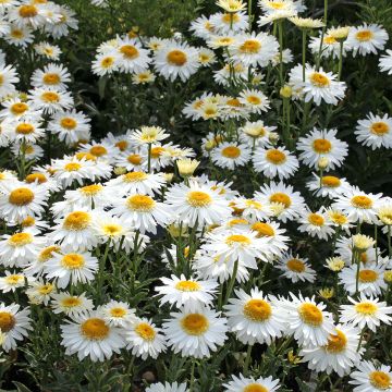 Leucanthemum superbum Real Glory - Shasta Daisy