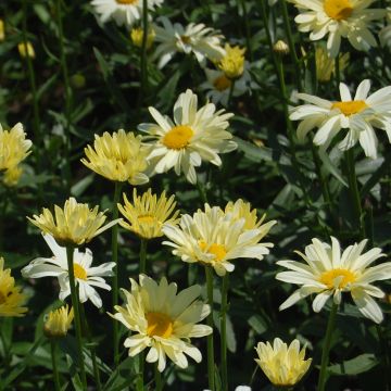 Leucanthemum superbum Sonnenschein - Shasta Daisy
