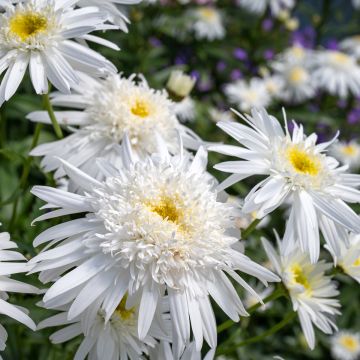 Leucanthemum superbum Wirral Supreme - Shasta Daisy