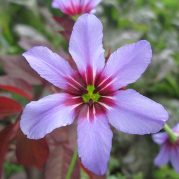 Leucocoryne ixioides Andes - Glory-of-the-sun