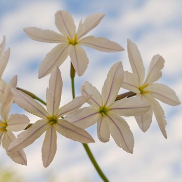 Leucocoryne White Dream - Glory-of-the-sun