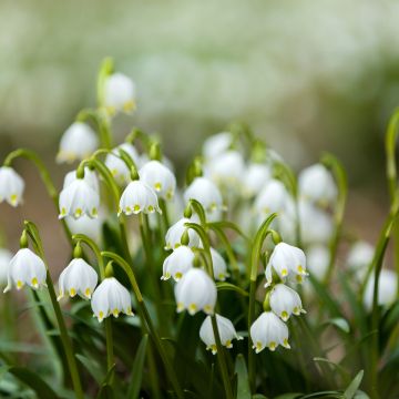 Leucojum aestivum 'Bridesmaid'