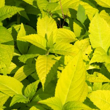 Leucosceptrum japonicum Golden Angel