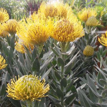 Leucospermum cordifolium Copper Carnival