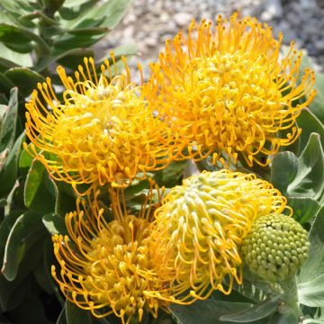 Leucospermum cordifolium Yellow Carnival