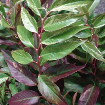 Leucothoe fontanesiana (catesbaei) Rainbow