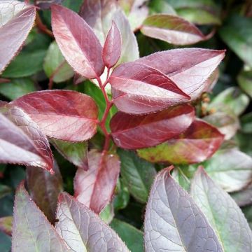 Leucothoe fontanesiana Zebonard