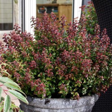 Leucothoe axillaris Twisting Red - Dog hobble